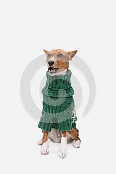 Cute puppy of Basenji dog posing in green sweater isolated over white background