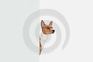 Cute puppy of Basenji dog posing isolated over white background