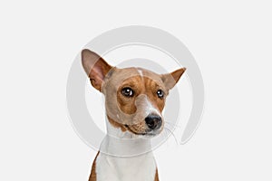 Cute puppy of Basenji dog posing isolated over white background