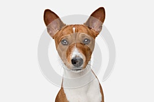 Cute puppy of Basenji dog posing isolated over white background