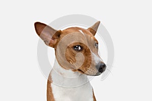 Cute puppy of Basenji dog posing isolated over white background