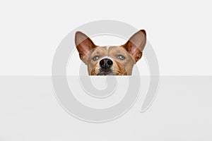 Cute puppy of Basenji dog posing isolated over white background