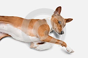 Cute puppy of Basenji dog posing isolated over white background