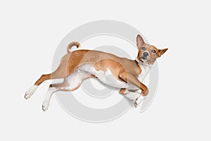 Cute puppy of Basenji dog posing isolated over white background