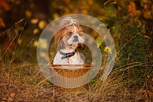 Cute puppy in a basket in the autumn forest