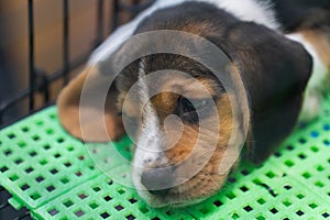 Cute puppy beagle puppies sleeping in a cage in the animal store