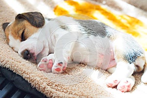 Cute Puppy Beagle sleeping