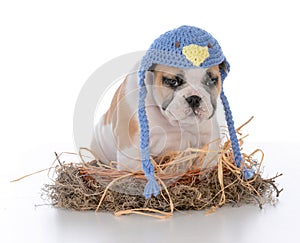 cute puppy in a birds nest