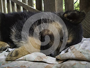 A cute puppy in black and beige sleeps on a dirty blanket on the porch in the countryside