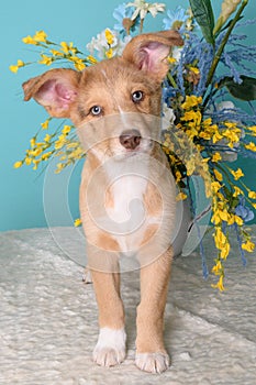 Cute puppy on blue background