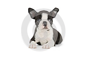 Cute puppy Boston Terrier