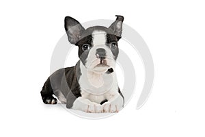 Cute puppy Boston Terrier