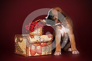 Cute puppy boxer sitting and sniffing the autumn berries