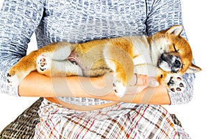 Cute Puppy breed Shiba inu