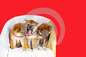 Cute Puppy breed Shiba inu