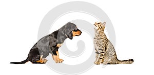 Cute puppy breed Slovakian Hound and curious cat Scottish Straight sitting together