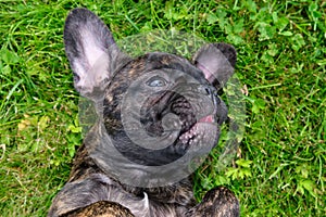 A cute puppy, brown and black French Bulldog Dog portrait, lies on her back in the grass with a cute expression in the wrinkled