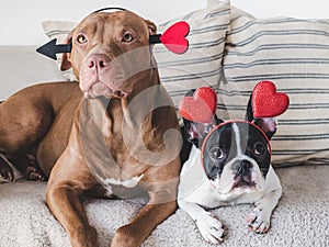 Cute puppy, brown dog and red heart