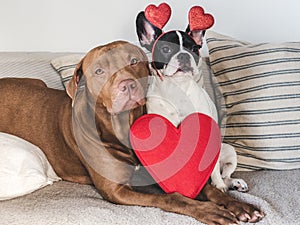 Cute puppy, brown dog and red heart