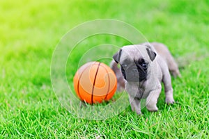 Cute puppy brown Pug with ball