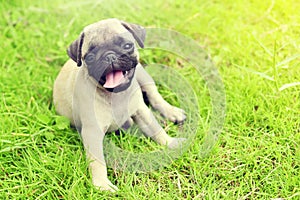 Cute puppy brown Pug in garden