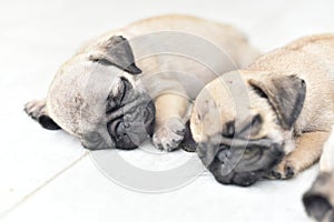 Cute puppy brown Pug sleeping