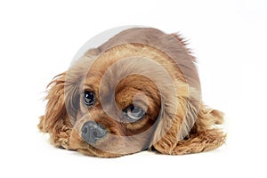 Cute puppy Cavalier King Charles Spaniel lying and looking up in