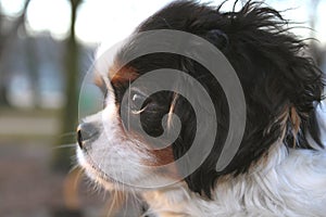 Cute puppy - cavalier king charles spaniel puppy in the park