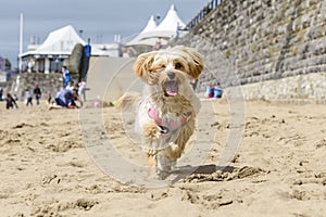 Cute puppy, Cavapoochon, running around on a beach, on a sunny day.