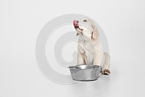 Cute puppy of Central Asian shepherd dog eating isolated on white background