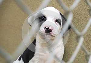 Cute puppy in chain link kennel in the dog pound waiting for adoption