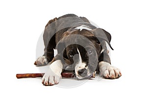 Cute Puppy Chewing on Bully Stick