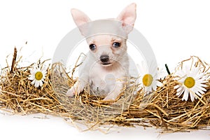 Cute puppy of chihuahua dog on hay and in daisies