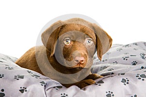 Cute puppy chocolate labrador on a grey pillow