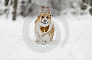 Cute puppy corgi dogs in reindeer christmas horns run merrily through the white snow