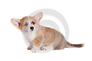 Cute Puppy Corgi isolated