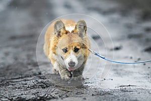 cute puppy Corgi walks on a dirty damp road soiling his paws and belly