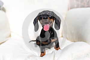 Cute puppy of dachshund
