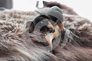 Puppy Dachshund on a bearskin rug playing with a toy Fox