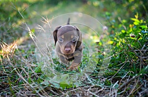 cute puppy of the dachshund breed
