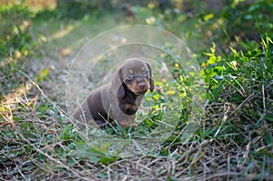 Cute puppy of the dachshund breed