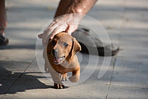 A cute puppy Dachshund runing on the floor in Vietnam.