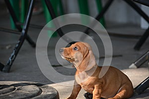 Cute puppy Dachshund in Vietnam.