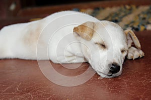 Cute puppy in deep sleep