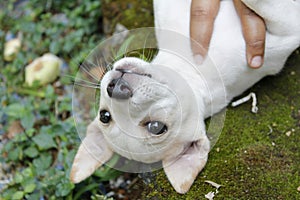 Cute puppy in deep sleep