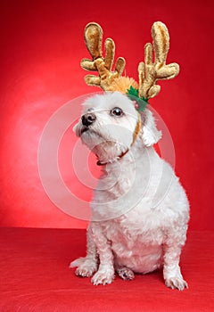 Cute puppy dog with antlers