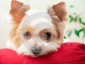Cute puppy dog biewer Yorkshire terrier laying on red pillow on white background
