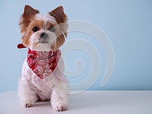 Cute puppy dog biewer Yorkshire terrier with red collar on blue background