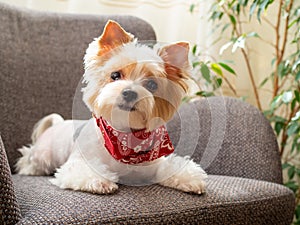 Cute puppy dog biewer Yorkshire terrier with red collar at home