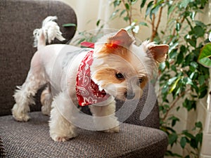 Cute puppy dog biewer Yorkshire terrier with red collar at home